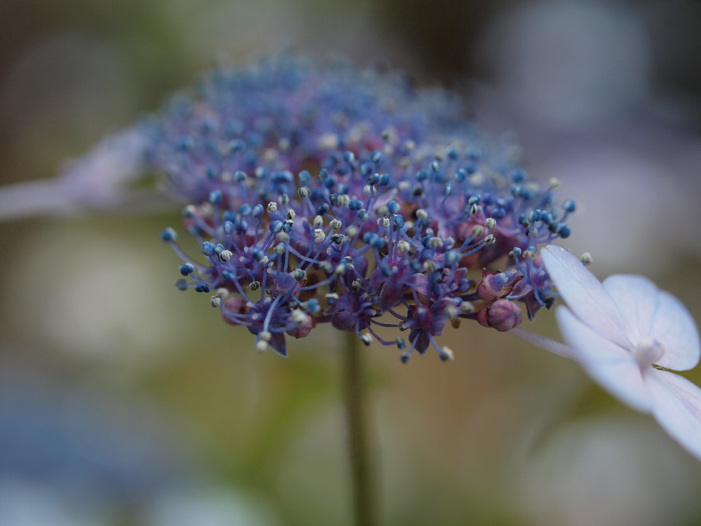 『三光寺の山紫陽花　青系～白系』_d0054276_20194630.jpg