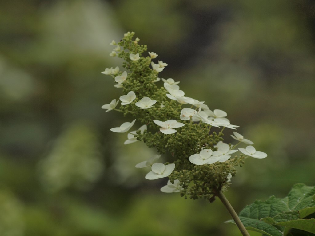 『三光寺の山紫陽花　青系～白系』_d0054276_2022578.jpg