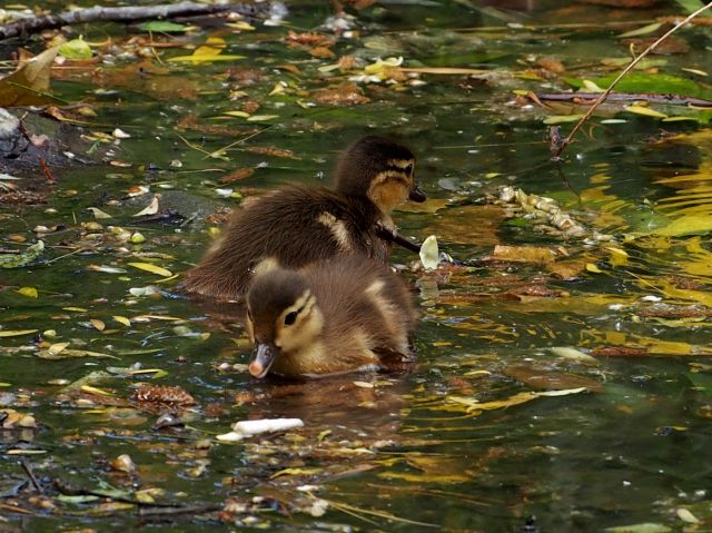 オシドリ母と１１羽の子　　中島公園　０６０７　_c0183777_5383496.jpg