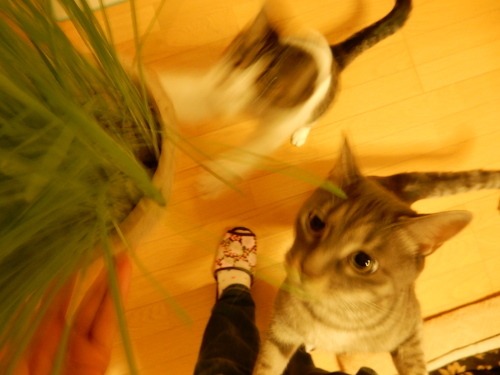 c0340786_20513992.jpg