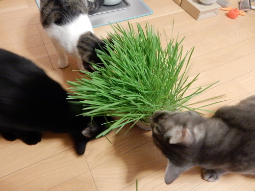 猫草大好き_c0340786_20515859.jpg