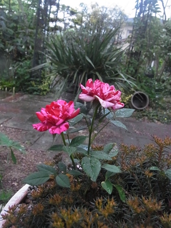 e0185787_21281100.jpg
