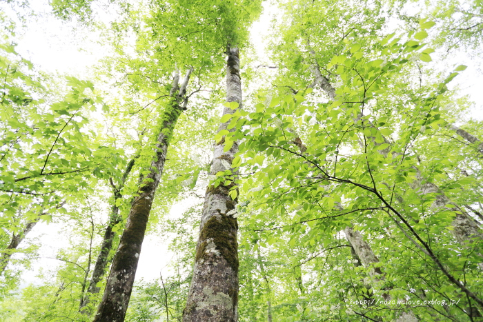 県道(502号)奥志賀公園栄線で奥志賀渓谷大滝へ_e0162089_22550977.jpg