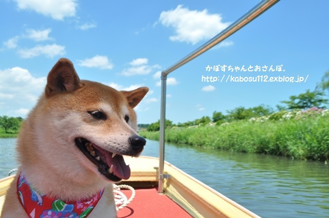 屋形船_a0126590_21085057.jpg