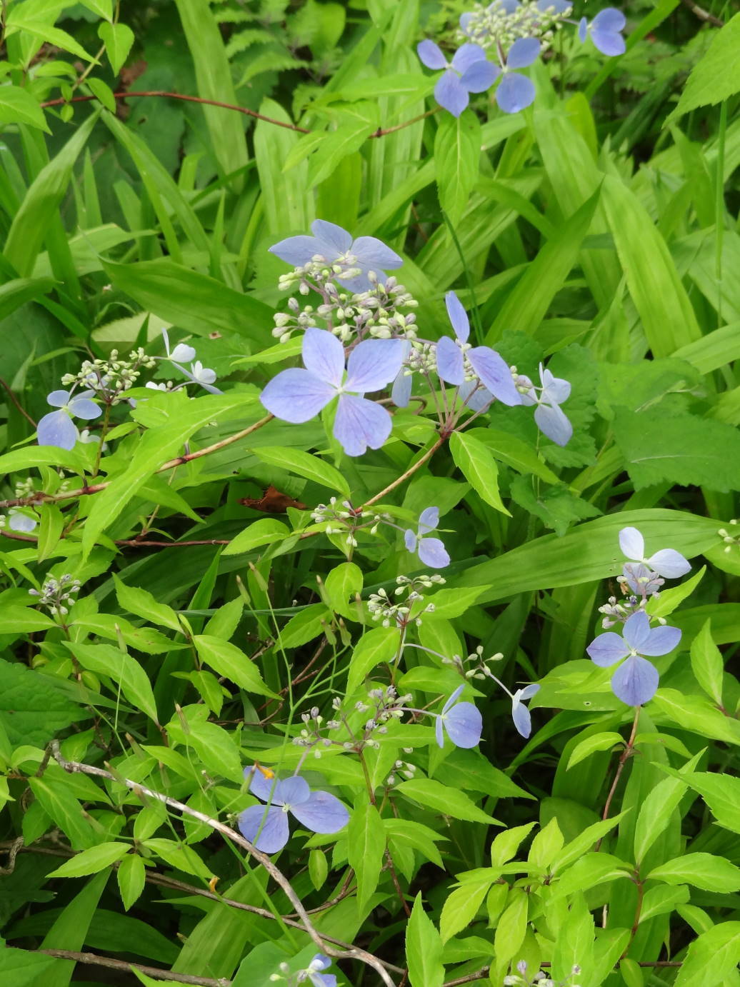 新歓パーティー　と　薔薇とポピーの季節_f0075595_00510390.jpg