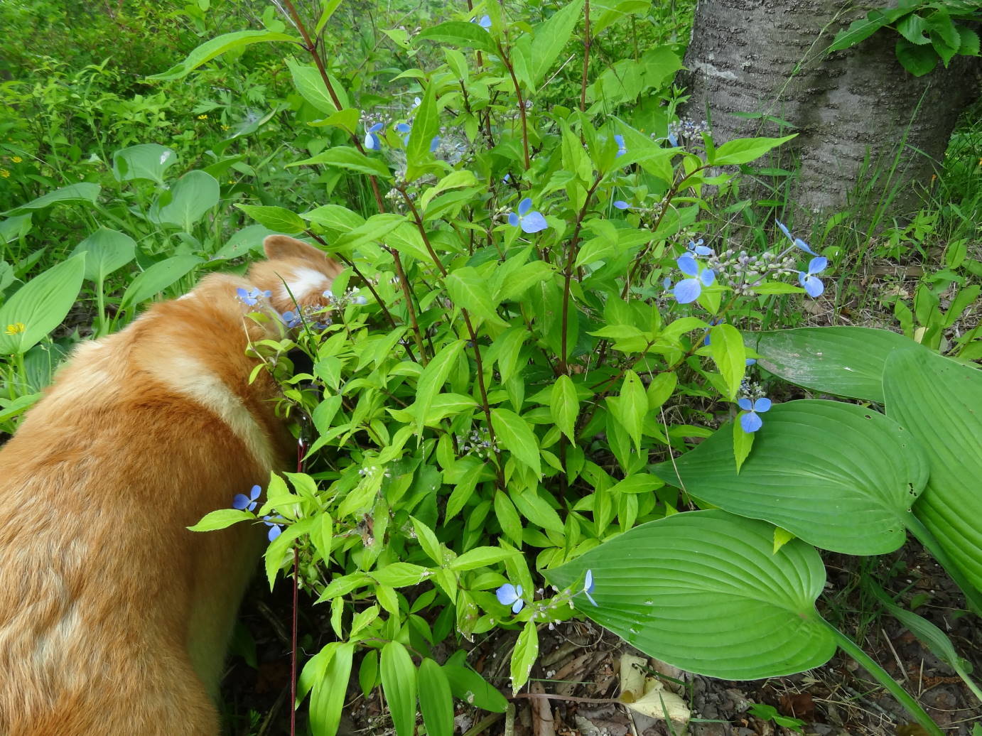 新歓パーティー　と　薔薇とポピーの季節_f0075595_00512757.jpg