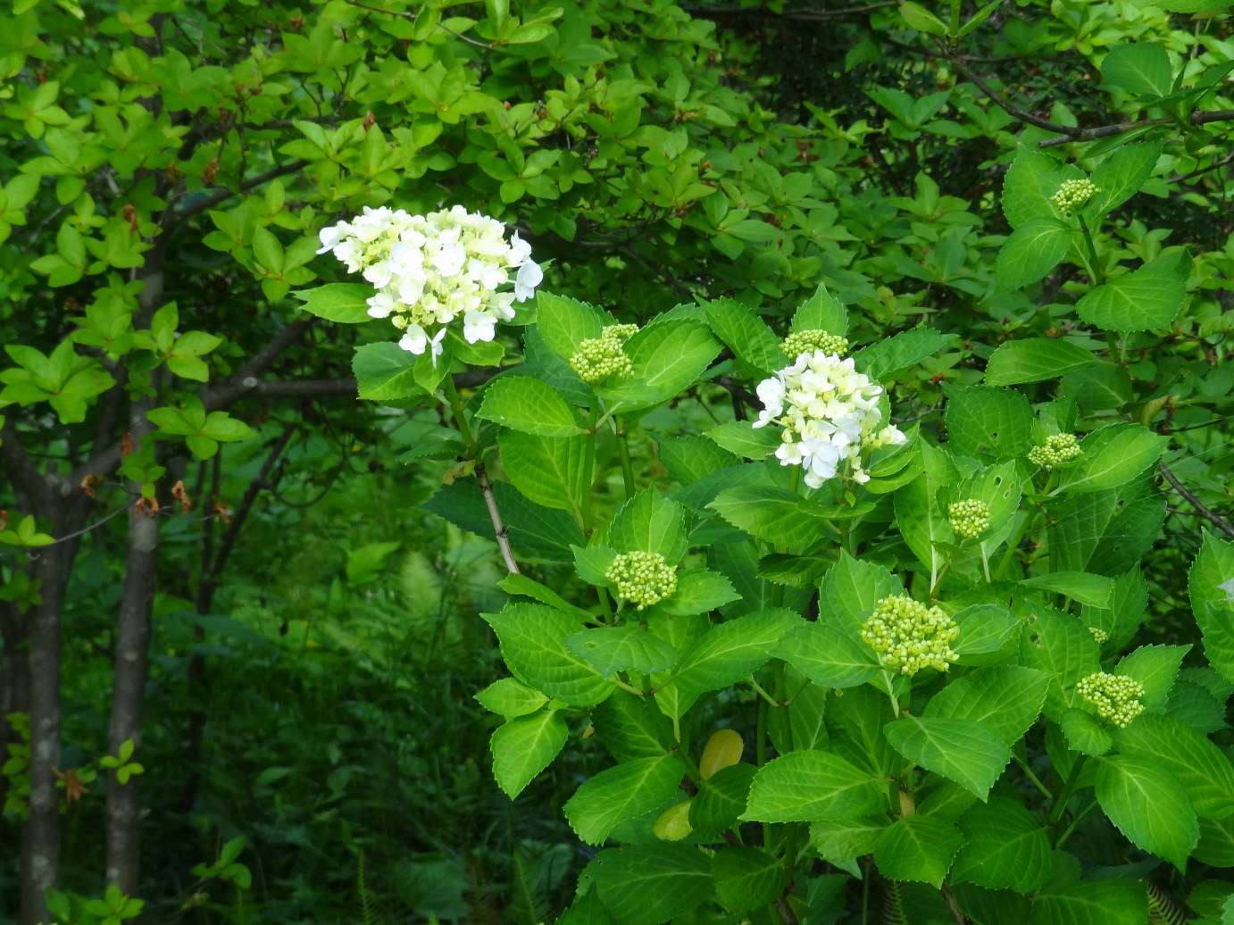 新歓パーティー　と　薔薇とポピーの季節_f0075595_00515310.jpg