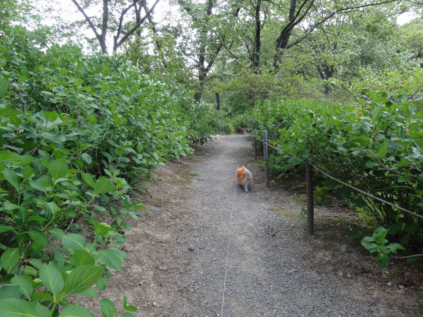 新歓パーティー　と　薔薇とポピーの季節_f0075595_00522178.jpg