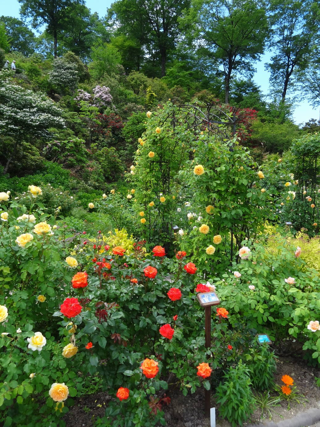 新歓パーティー　と　薔薇とポピーの季節_f0075595_00593486.jpg