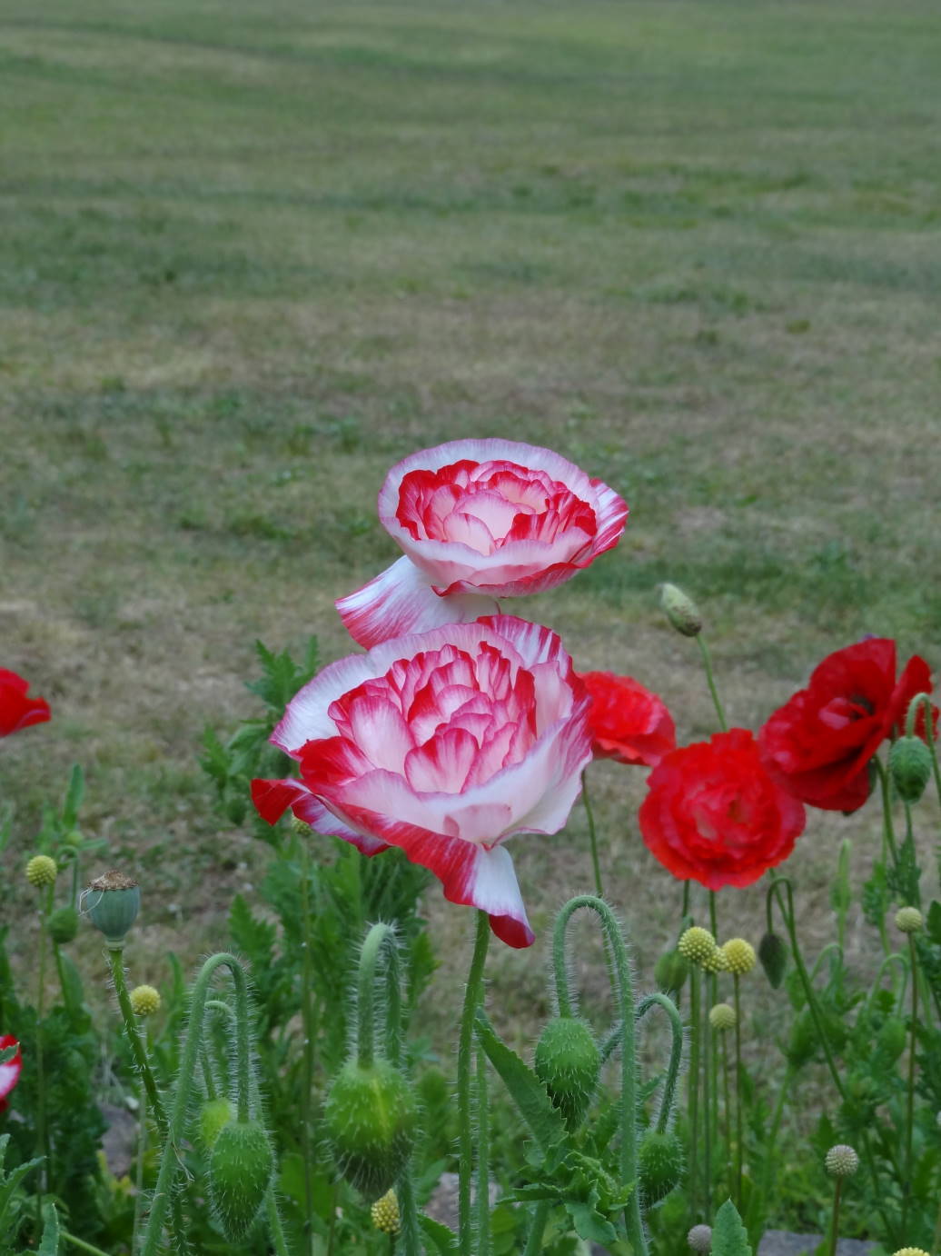 新歓パーティー　と　薔薇とポピーの季節_f0075595_01010760.jpg