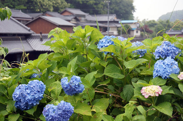 雨の通学路_b0145296_15104537.jpg