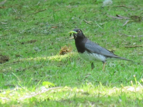 親は大忙し！クロツグミ・ハシブトガラ_c0340898_18461584.jpg