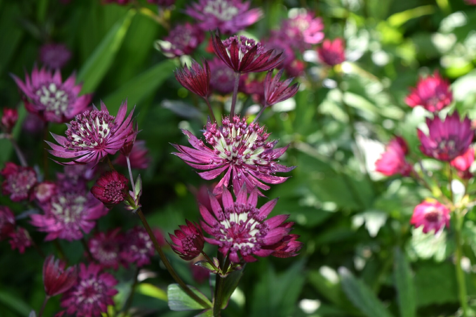 バーンズリーハウス ガーデン Barnsley House Garden In Cotswolds 薔薇好き花好き庭が好き 元英国在住 アートセラピストが造る癒しの庭 バーンズリーハウス ガーデン Barnsley House Garden In Cotswolds 薔薇好き花好き庭が好き 元英国在住 アートセラピストが造る癒しの庭