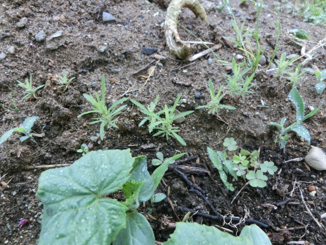 サツマイモ活着状況・茄子食い人種の話・ほか_a0203003_17265047.jpg