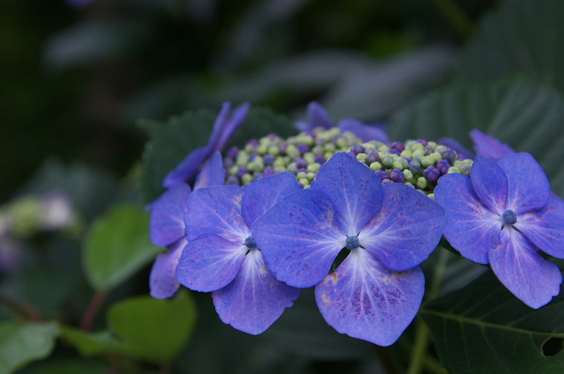 鎌倉　紫陽花の季節_f0196803_1311764.jpg