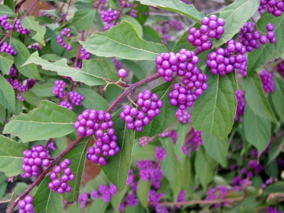 c0345705_13143406.jpg