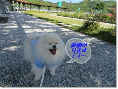 b0167519_1556197.gif