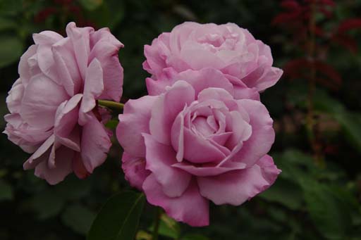 c0012819_17552118.jpg