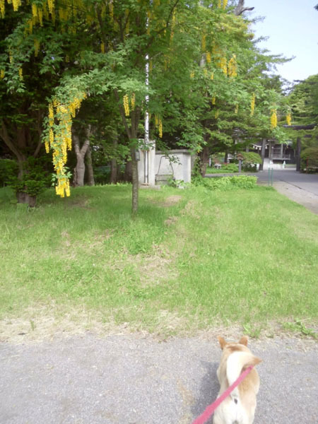 静内神社に行きましたフク_d0248627_18392199.jpg