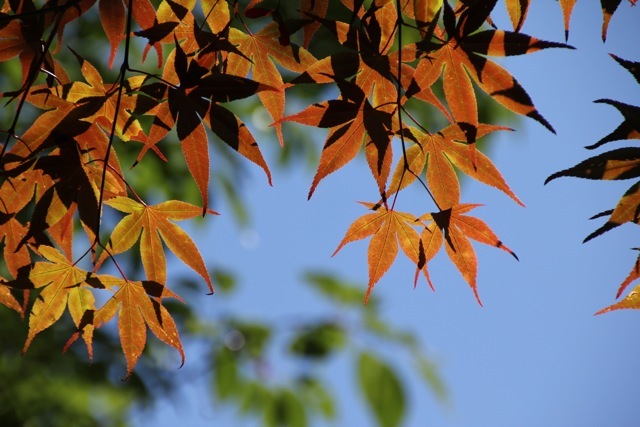 【薬師池公園】part 3_f0348831_21071061.jpg