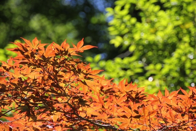 【薬師池公園】part 3_f0348831_21072009.jpg