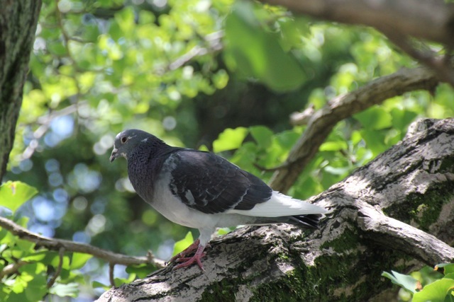 【薬師池公園】part 3_f0348831_21140098.jpg