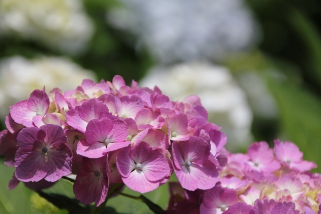 【薬師池公園】part 3_f0348831_21173967.jpg