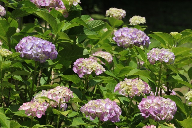 【薬師池公園】part 3_f0348831_21200235.jpg