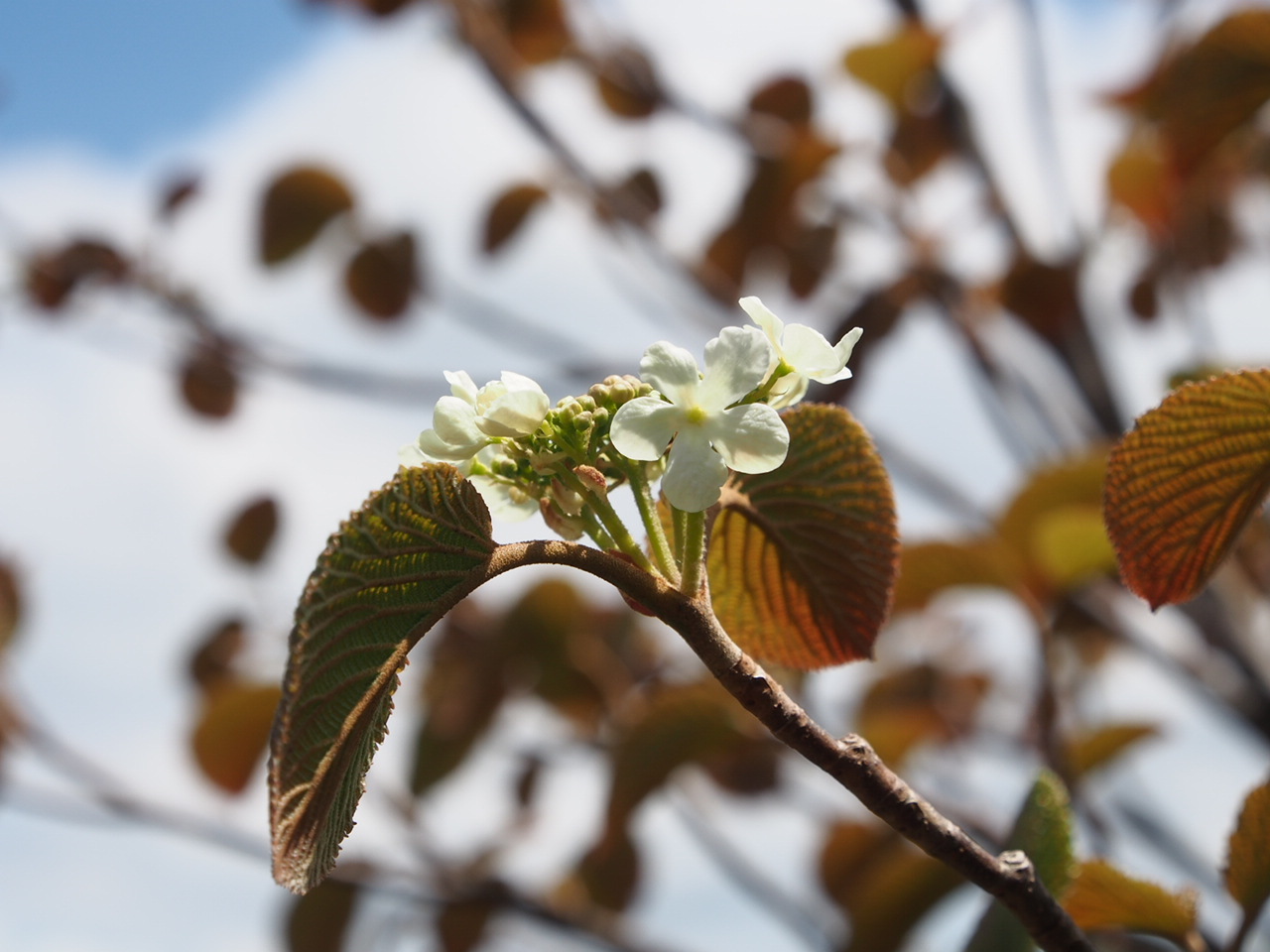 平標山　お花の山へ_f0353034_22415356.jpg