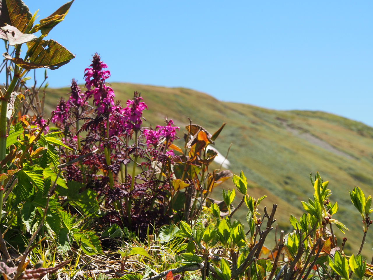 平標山　お花の山へ_f0353034_22443588.jpg