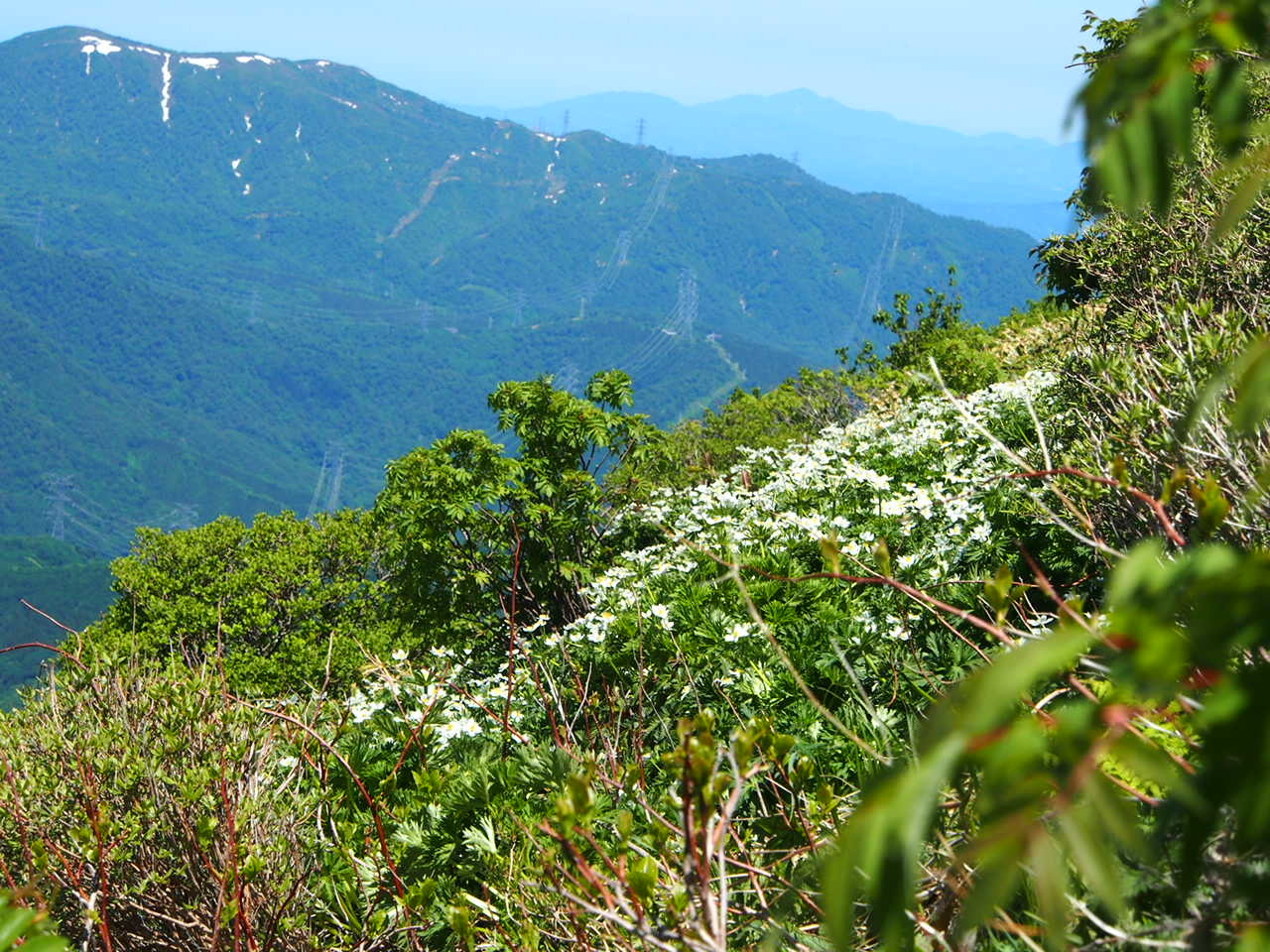 平標山　お花の山へ_f0353034_22444712.jpg