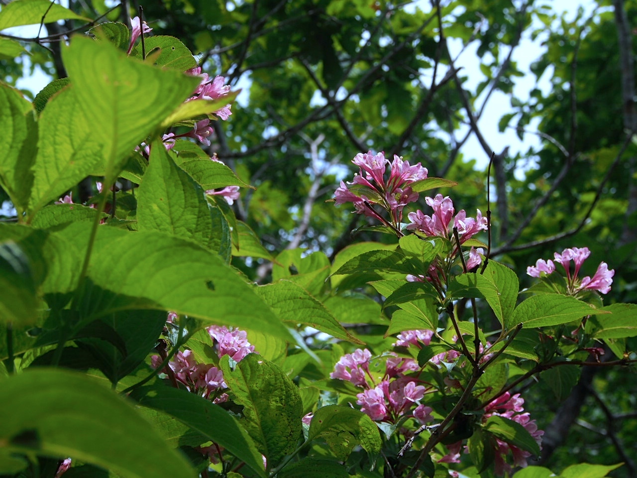 平標山　お花の山へ_f0353034_22484060.jpg