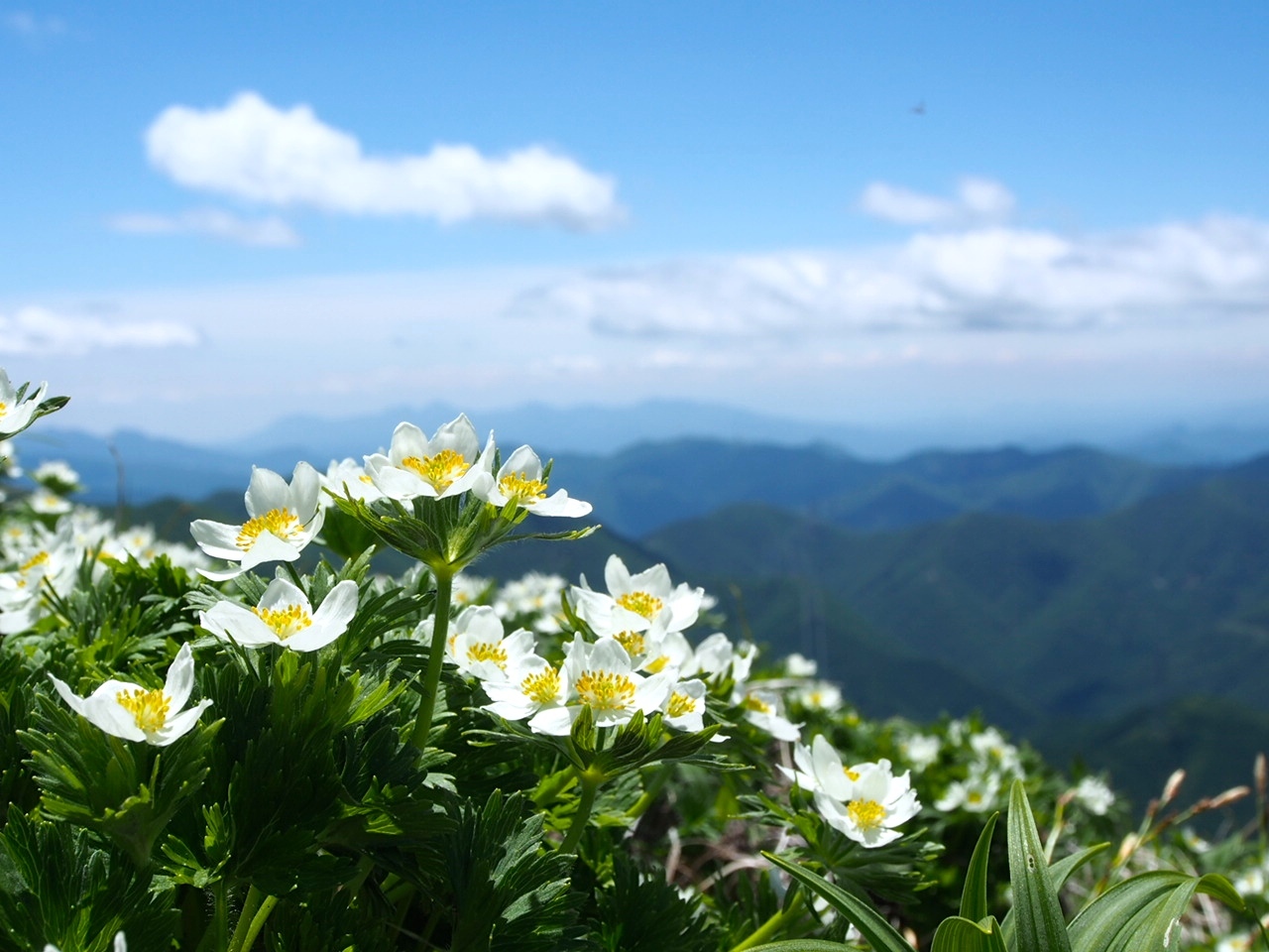 平標山　お花の山へ_f0353034_23070059.jpg