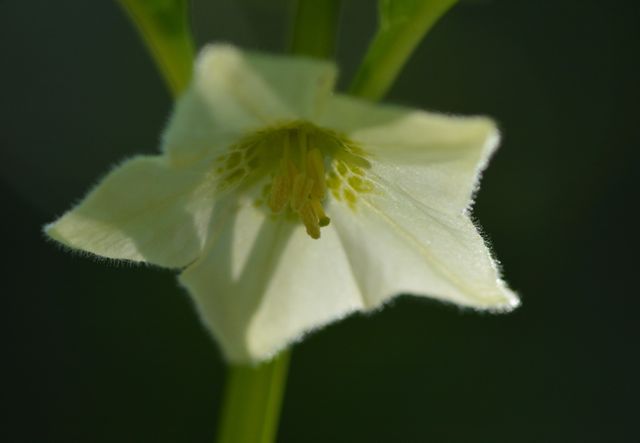 庭の花たち_e0099737_2334170.jpg