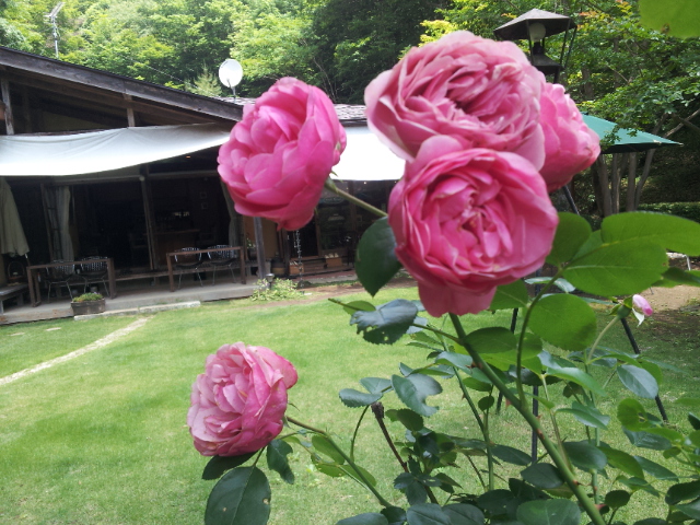 ピンクのお花♪_f0244543_12122584.jpg