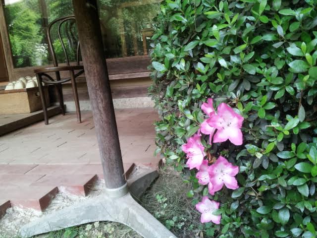 ピンクのお花♪_f0244543_1217934.jpg
