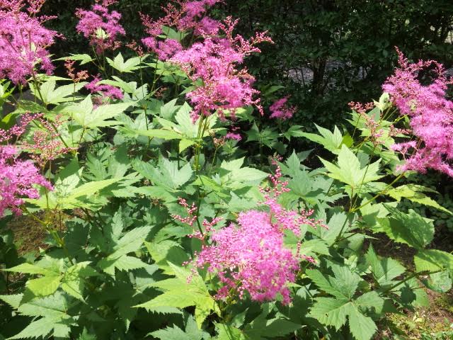 ピンクのお花♪_f0244543_122088.jpg