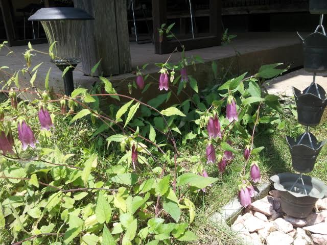 ピンクのお花♪_f0244543_12235142.jpg