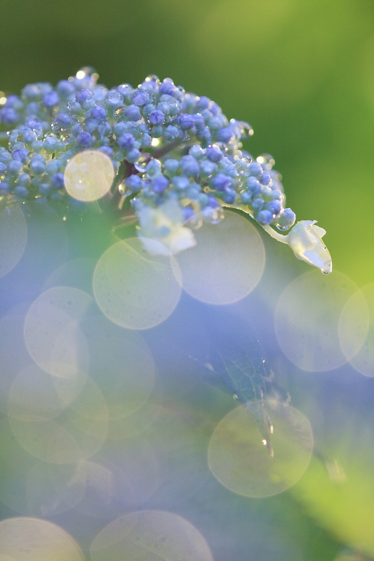 A full moon and hydrangea_a0060550_11254260.jpg