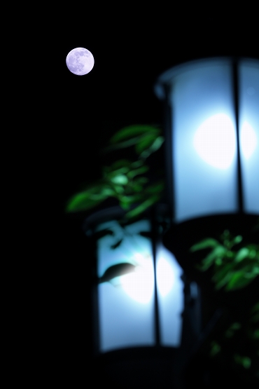 A full moon and hydrangea_a0060550_1141577.jpg