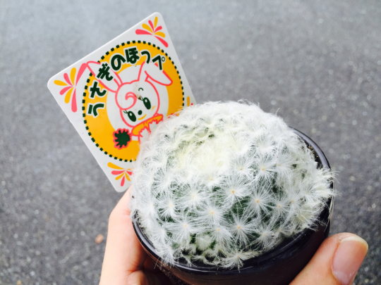 植物入荷情報その1 ブレスガーデン Breath Garden 大阪 泉南のお花屋さんです 植物入荷情報その1 ブレスガーデン Breath Garden 大阪 泉南のお花屋さんです