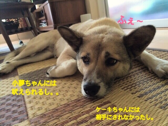 しおちゃん犬親会デビュー！_e0338857_19415023.jpg