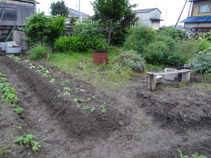 サツマイモの苗162株植え付けました by (TATE-misaki)_c0108460_23020423.jpg