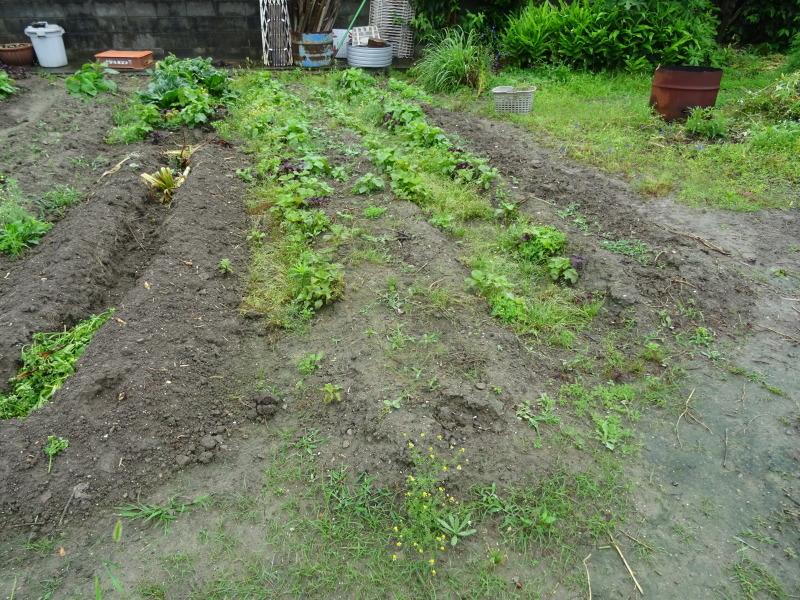 サツマイモの苗162株植え付けました by (TATE-misaki)_c0108460_23020603.jpg
