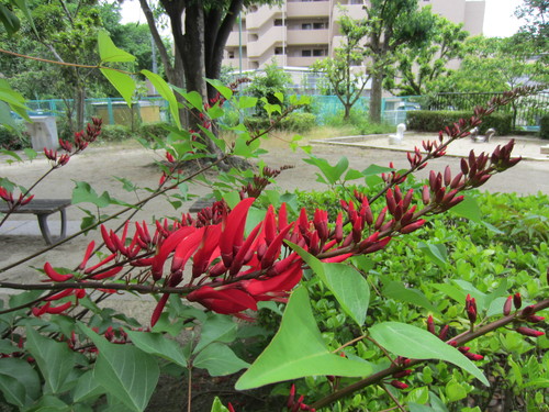 雨の中、草木がイキイキ_f0256164_1254152.jpg