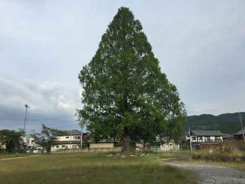 橋本_c0000970_09342991.jpg