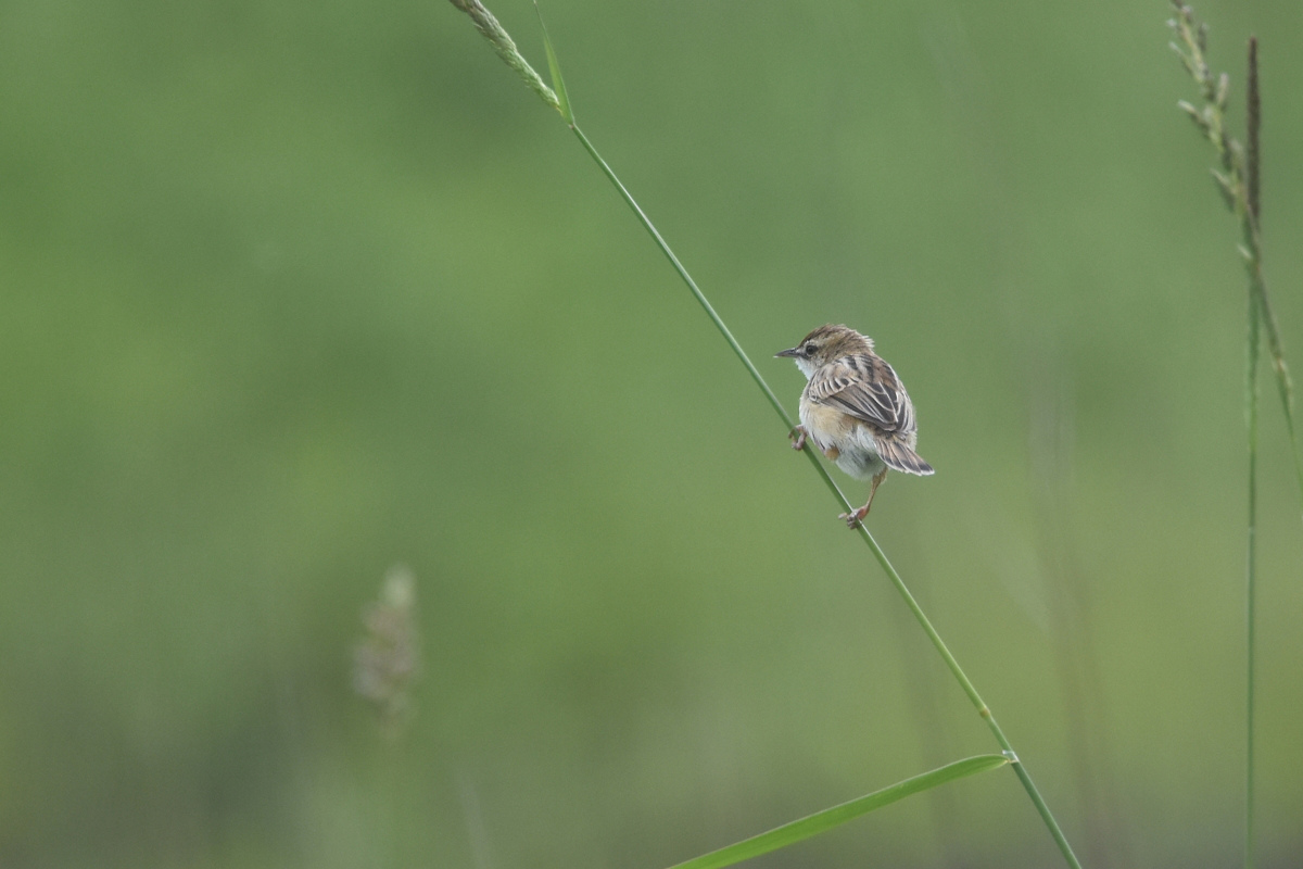 高原の鳥さん Ⅰ セッカ_f0053272_9533958.jpg