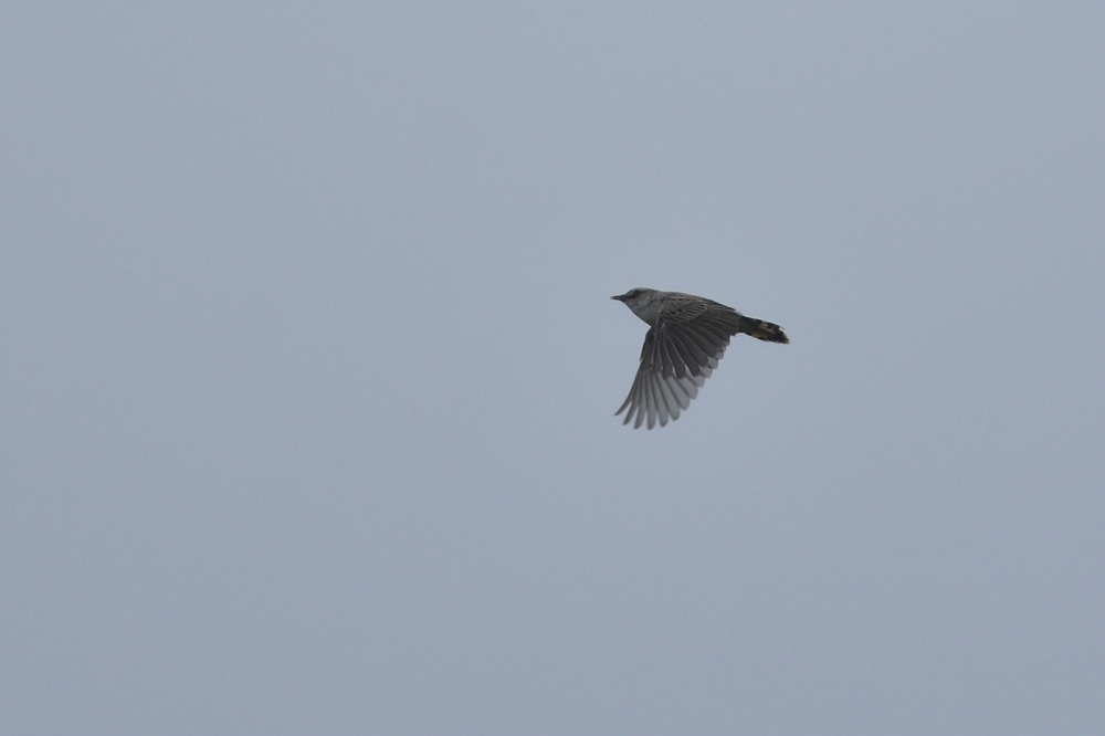 高原の鳥さん Ⅰ セッカ_f0053272_9542018.jpg