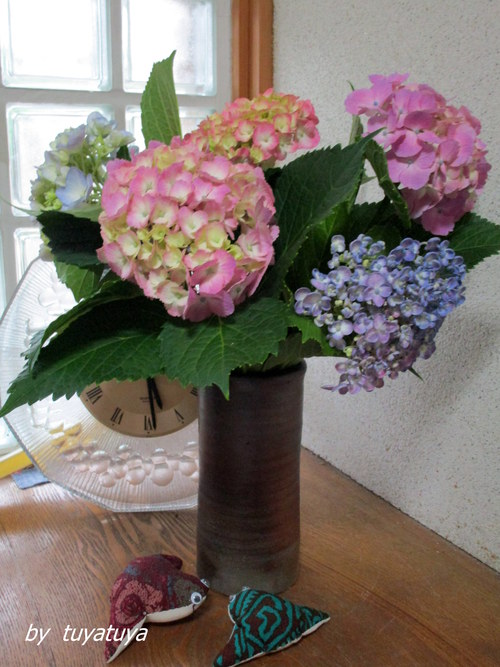 梅雨の野菜たち と紫陽花 My potted plants in rainy season and hydrangeas_b0245877_0111138.jpg