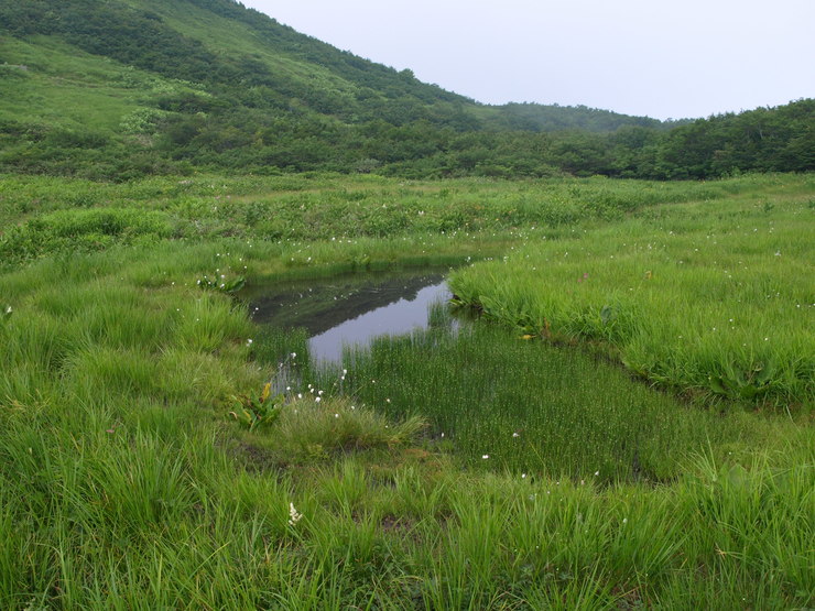 北アルプスのお花畑より_e0122680_17553765.jpg